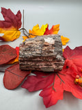Arizona Petrified Wood