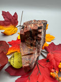 Arizona Petrified Wood