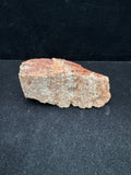 Arizona Petrified Wood