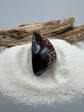 Indonesian shell