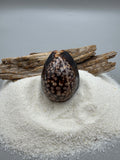 Indonesian shell