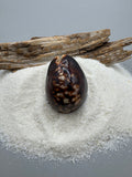 Indonesian shell