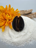 Indonesian shell