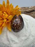 Indonesian shell