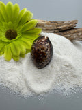 Indonesian shell