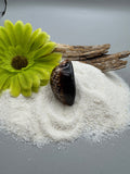 Indonesian shell
