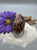Indonesian shell