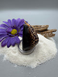 Indonesian shell