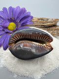 Indonesian shell