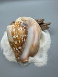 Indonesian shell
