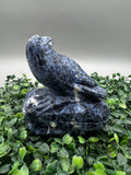 Sodalite Bird ♥️