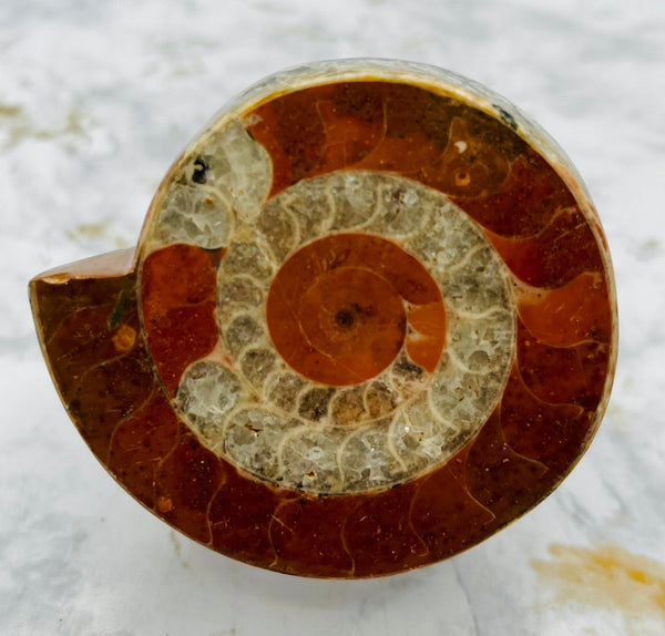 Triassic Ammonite