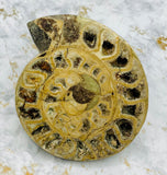 Triassic Ammonite