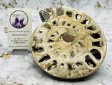 Triassic Ammonite