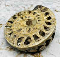 Triassic Ammonite