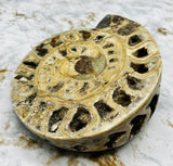 Triassic Ammonite