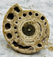 Triassic Ammonite