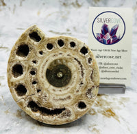 Triassic Ammonite