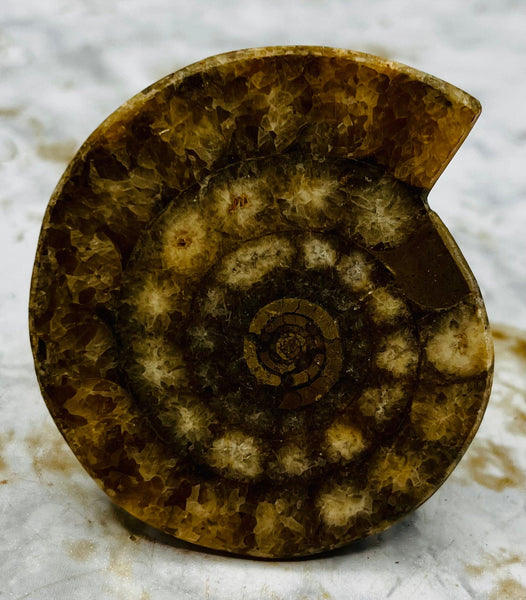 Triassic Ammonite
