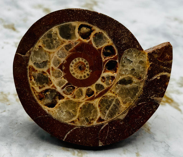 Triassic Ammonite