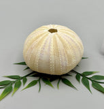 Sea Urchin