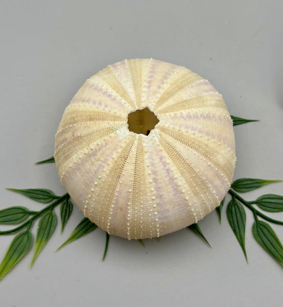 Sea Urchin