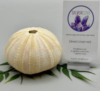 Sea Urchin