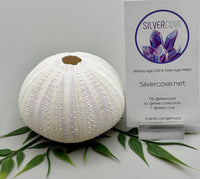 Sea Urchin