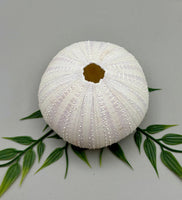 Sea Urchin