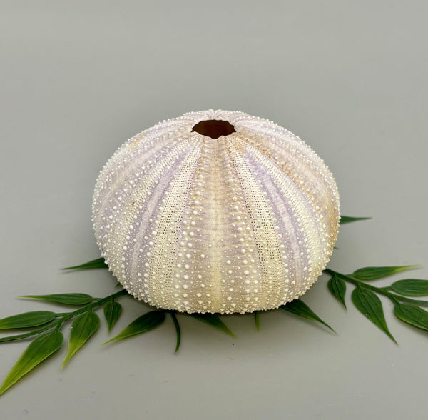 Sea Urchin