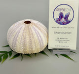 Sea Urchin