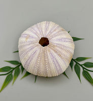 Sea Urchin