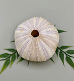 Sea Urchin