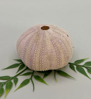 Sea Urchin