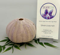 Sea Urchin