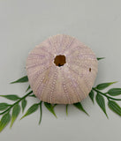 Sea Urchin