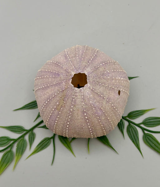 Sea Urchin