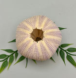 Sea Urchin