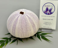 Sea Urchin