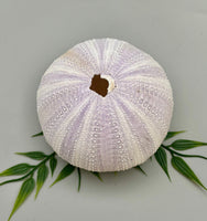 Sea Urchin
