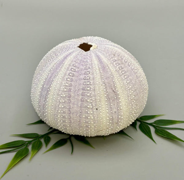 Sea Urchin