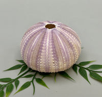 Sea Urchin