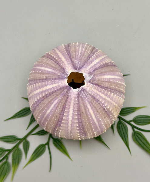 Sea Urchin