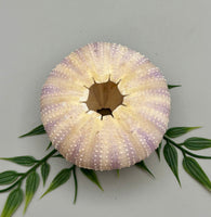 Sea Urchin