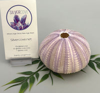 Sea Urchin