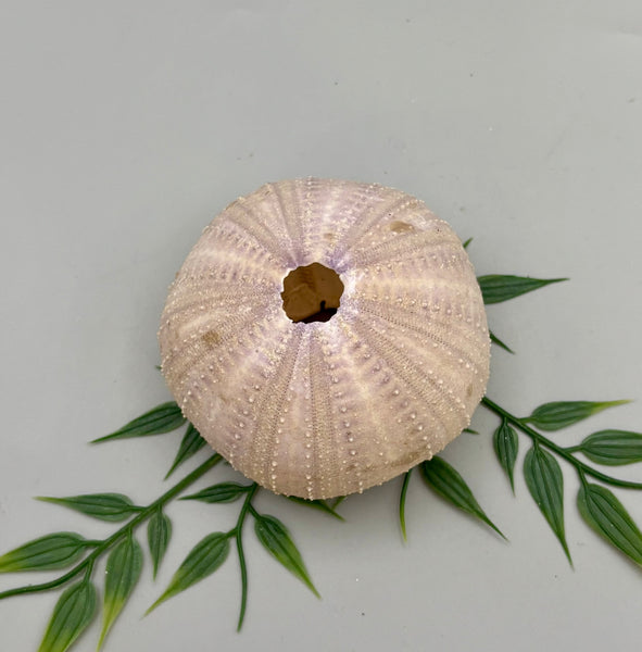 Sea Urchin