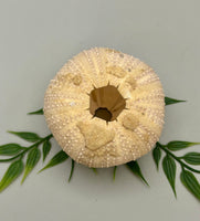 Sea Urchin