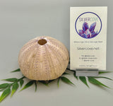 Sea Urchin