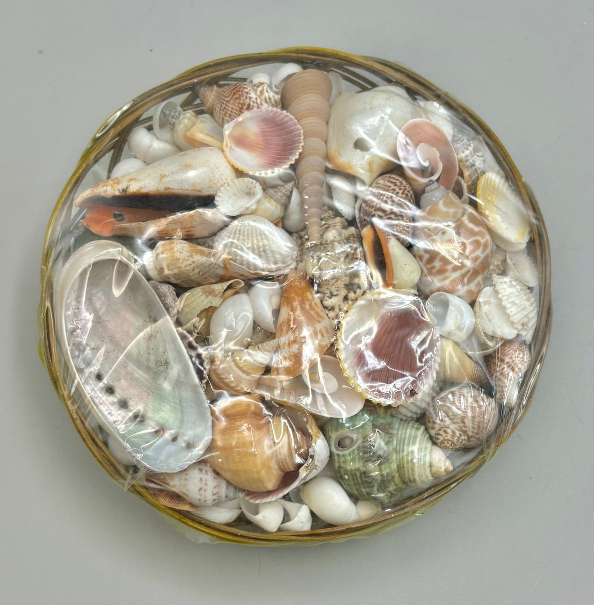 Sea Shell Kit – Silver Cove Ltd