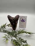 Megalodon Tooth